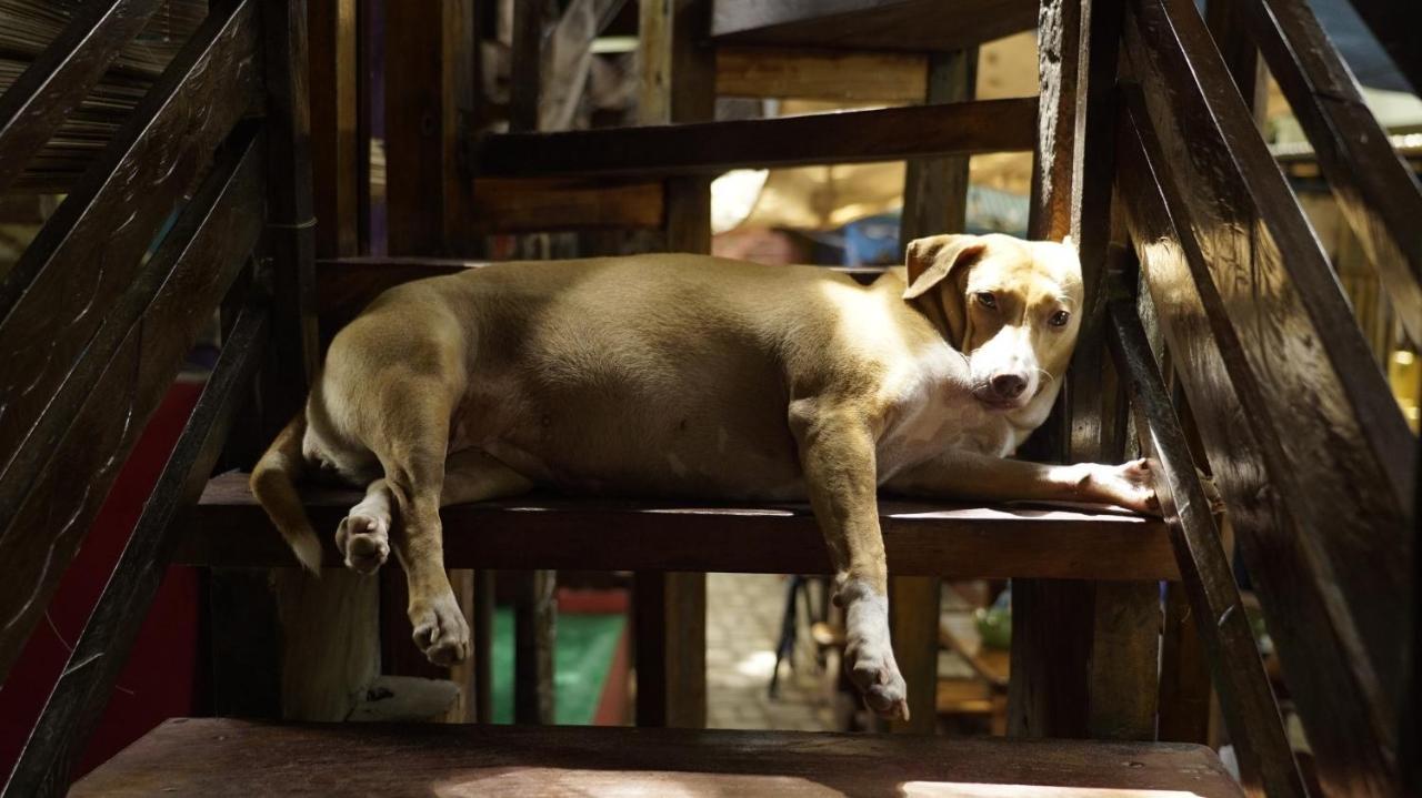 Lazy Dog Bed & Breakfast Balabag  Екстер'єр фото